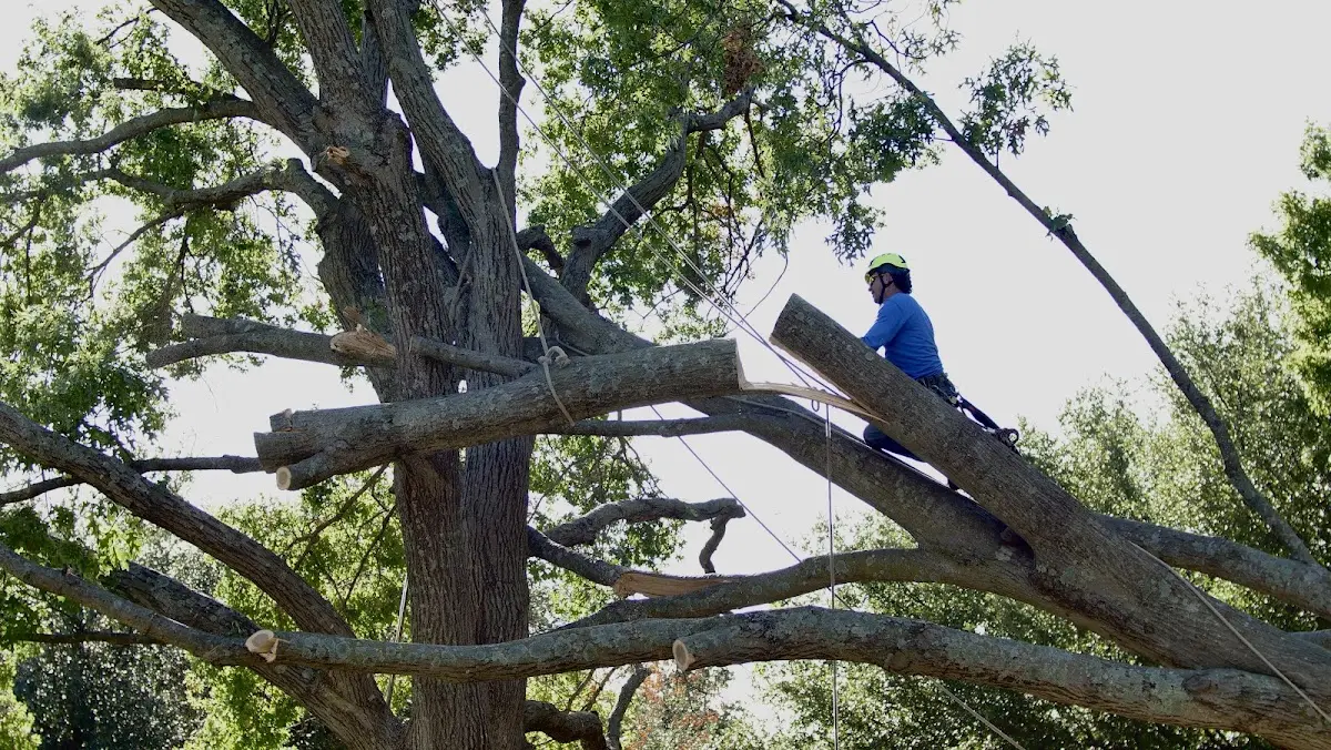 Professional Hazardous Tree Removal performed by certified arborists in Gilson